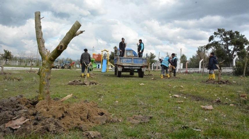 Yunusemre&rsquo;de Ağa&ccedil;landırma &Ccedil;alışmaları S&uuml;r&uuml;yor