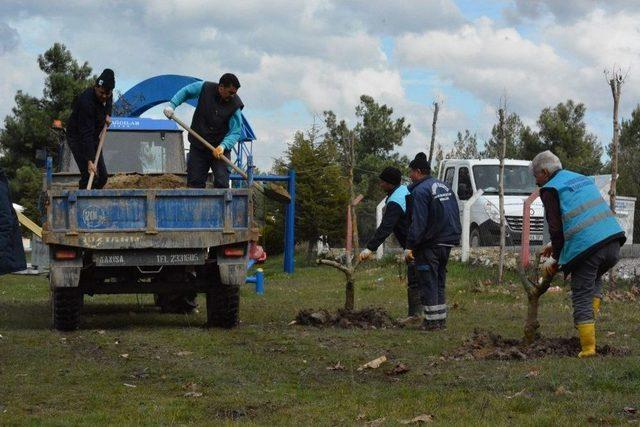 Yunusemre’de Ağaçlandırma Çalışmaları Sürüyor