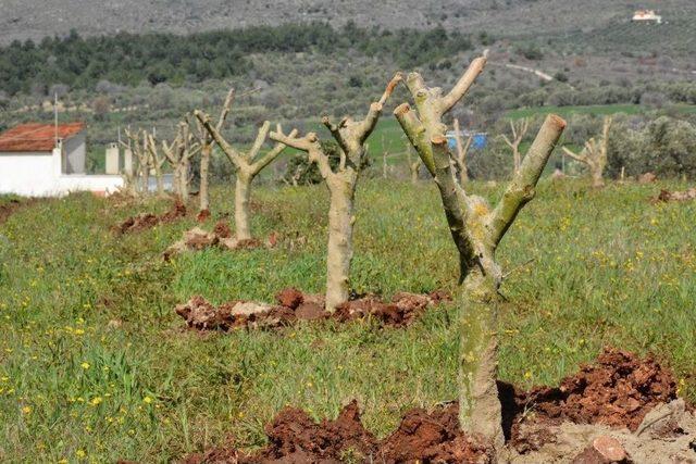 Yunusemre’de Ağaçlandırma Çalışmaları Sürüyor