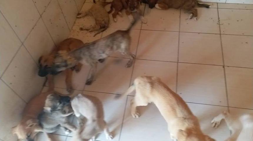 Denizli Hayvan Barınağında Yürek Sızlatan Görüntü