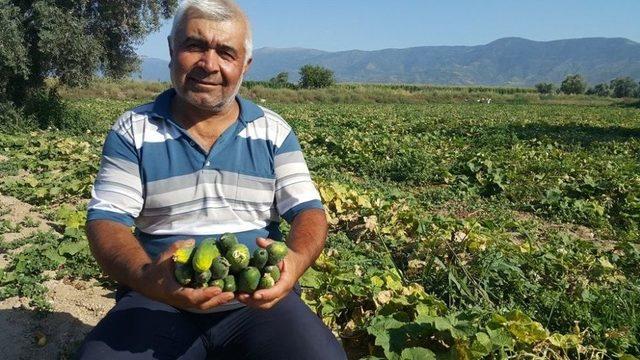 Turşuluk Salatalık Üreticisi Yeni Ürün Arayışında