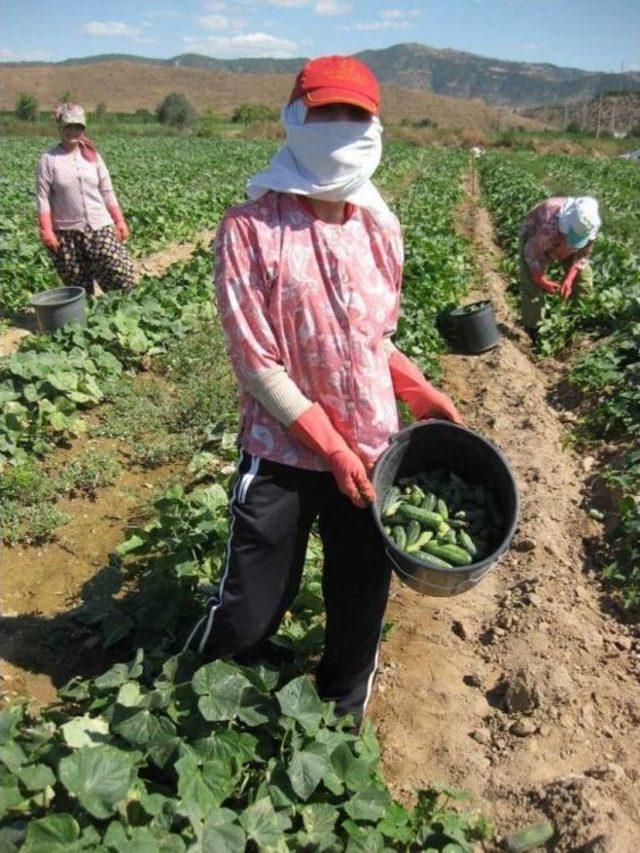 Turşuluk Salatalık Üreticisi Yeni Ürün Arayışında