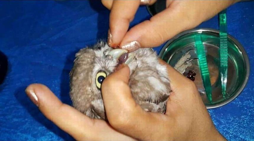 Yaralı Baykuş Yavrusuna Hayvanseverden Özel Bakım