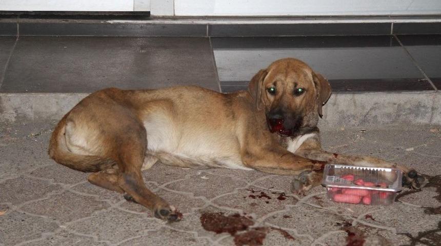 Vicdansız S&uuml;r&uuml;c&uuml; &Ccedil;arptığı K&ouml;peği Bırakıp Kayıplara Karıştı