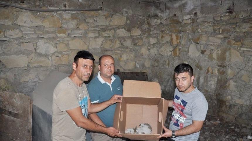 Yaralı Kediye Vatandaş Şefkati