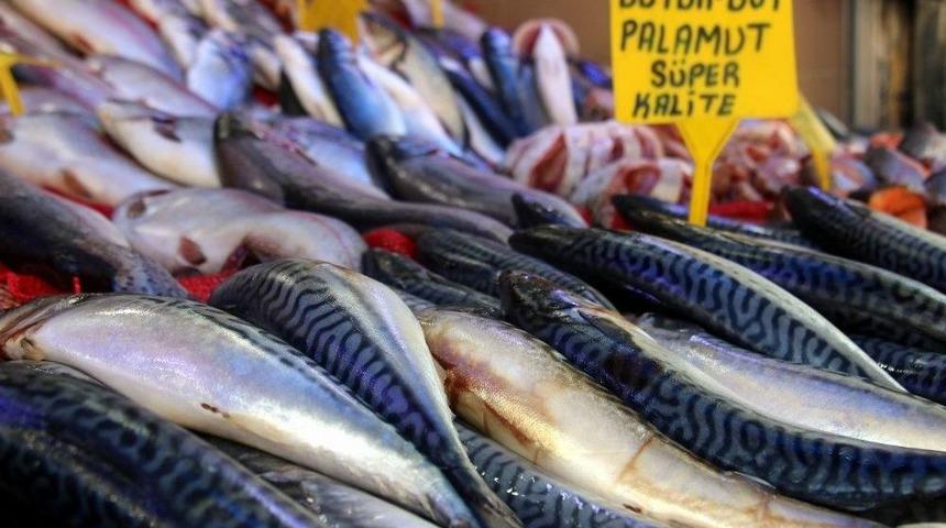 Balık&ccedil;ılar Palamudun Yolunu G&ouml;zl&uuml;yor