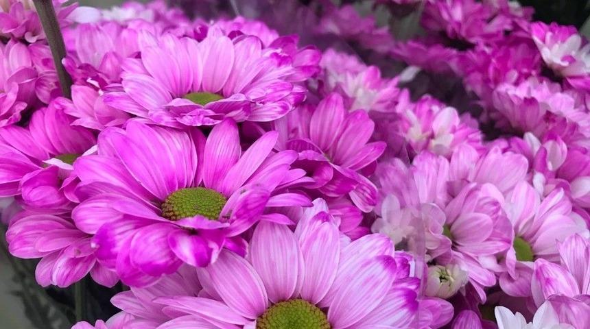 Yaz Ayları Ve D&uuml;ğ&uuml;n Sezonu &Ccedil;i&ccedil;ek&ccedil;ilerin Y&uuml;z&uuml;n&uuml; G&uuml;ld&uuml;rmedi