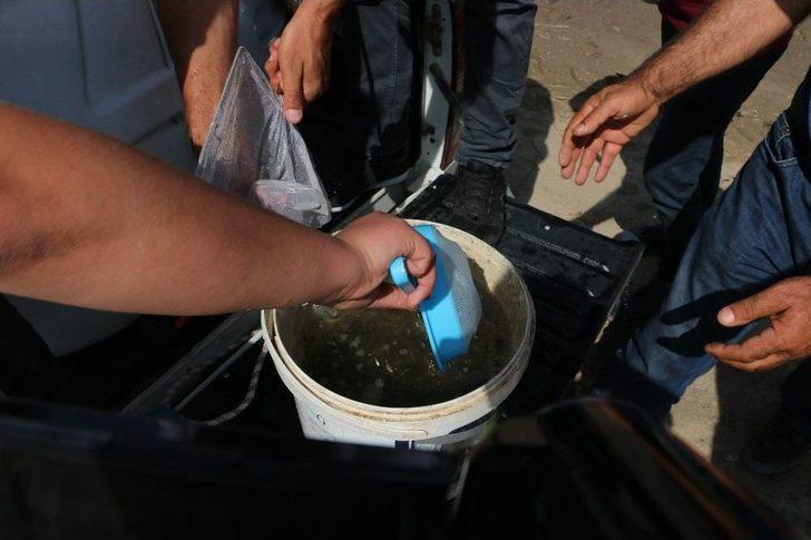 Yaylalardan Sonra Meralara Da Huzur Geldi G1