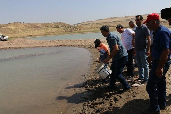 Yaylalardan Sonra Meralara Da Huzur Geldi G4