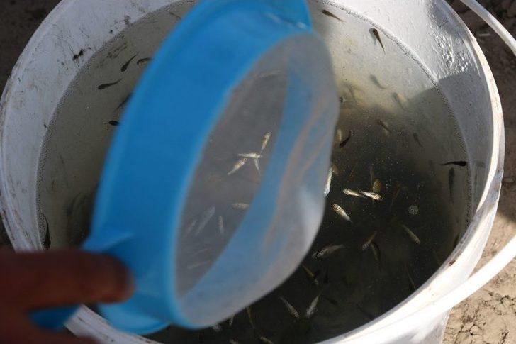 Yaylalardan Sonra Meralara Da Huzur Geldi G5