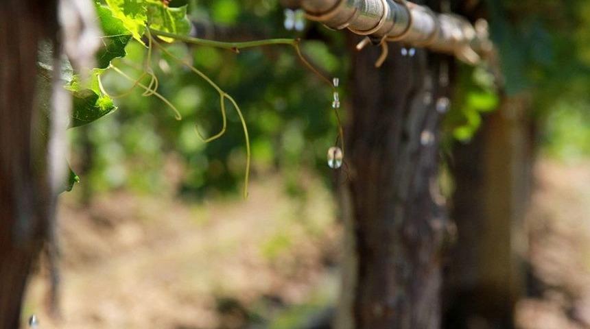 Sarıg&ouml;l &Uuml;z&uuml;m Ovasına Damlama Bereketi