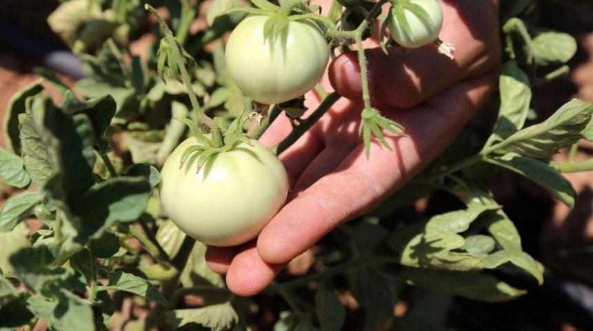 Emine Erdoğan Sosyal Medya Hesabından Paylaştı