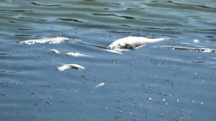 Balıkesir’de Balık Ölümleri Ve Trafik Kazalarına Tepki Gösteren Tatilciler Yol Kapattı G3