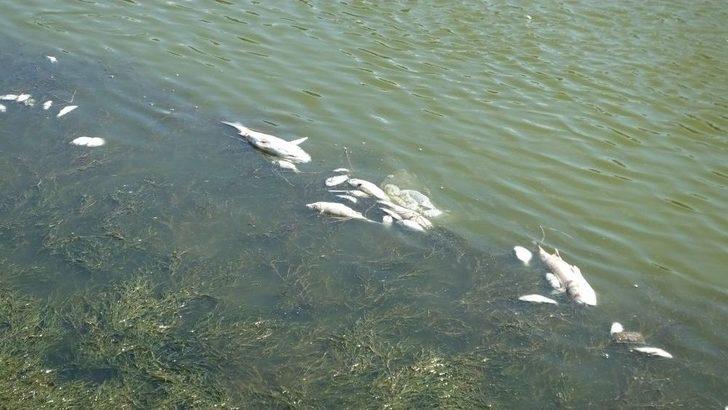 Balıkesir’de Balık Ölümleri Ve Trafik Kazalarına Tepki Gösteren Tatilciler Yol Kapattı G5