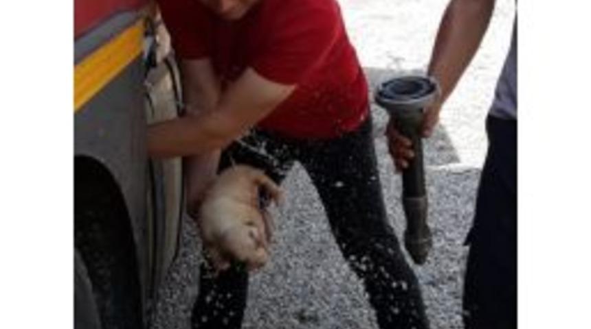 Boruya Sıkışan K&ouml;peği İtfaiye Ekipleri Kurtardı