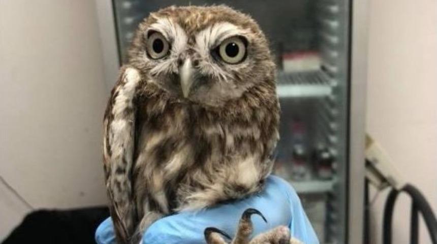 Sıcaklardan Etkilenen Baykuş Hayata D&ouml;nd&uuml;