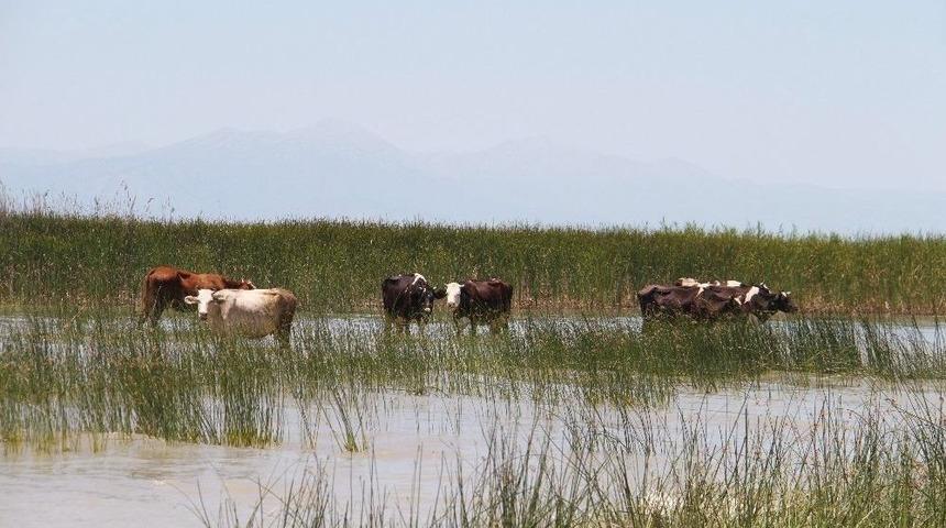 İnek S&uuml;r&uuml;leri G&ouml;l Sularında Serinliyor
