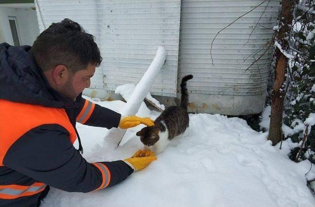 Sokak Hayvanları İçin Yiyecek Bırakıldı