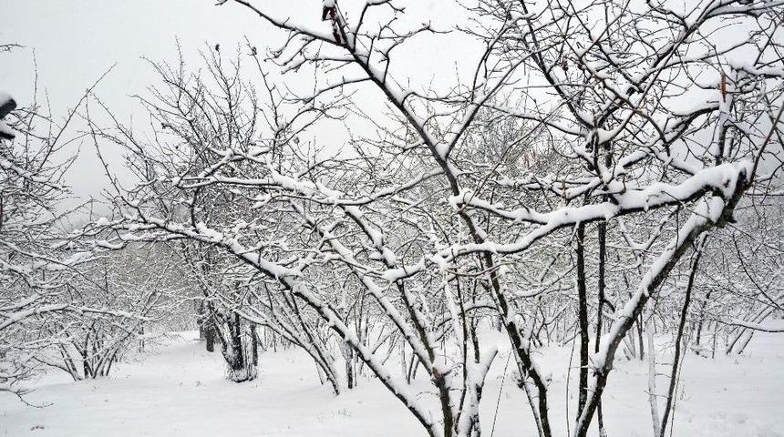 Fındığı &Ouml;nce Don Vurdu, Şimdi De Kar