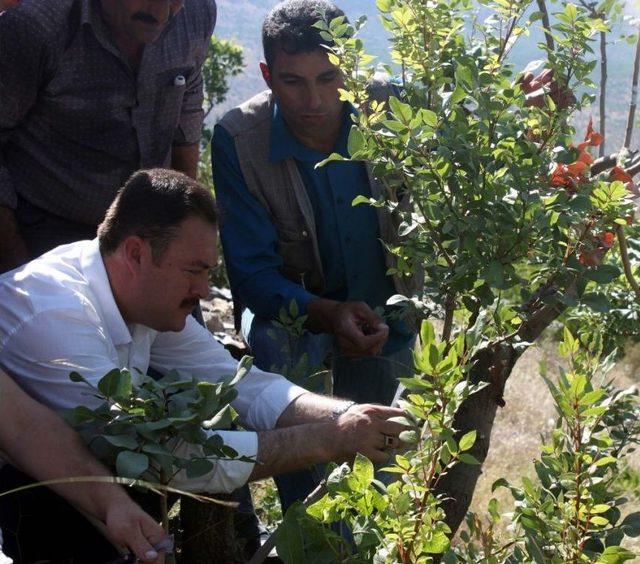 Bitlis’te ‘fıstık Yetiştiriciliği Geliştirme Projesi’