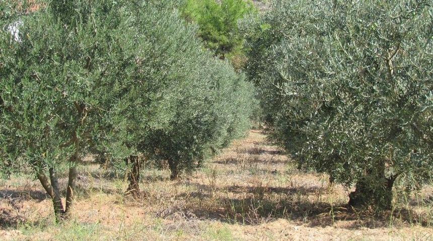 Didimli Zeytinciler Bu Yıl Y&uuml;ksek Verim Ve Kalite Bekliyor