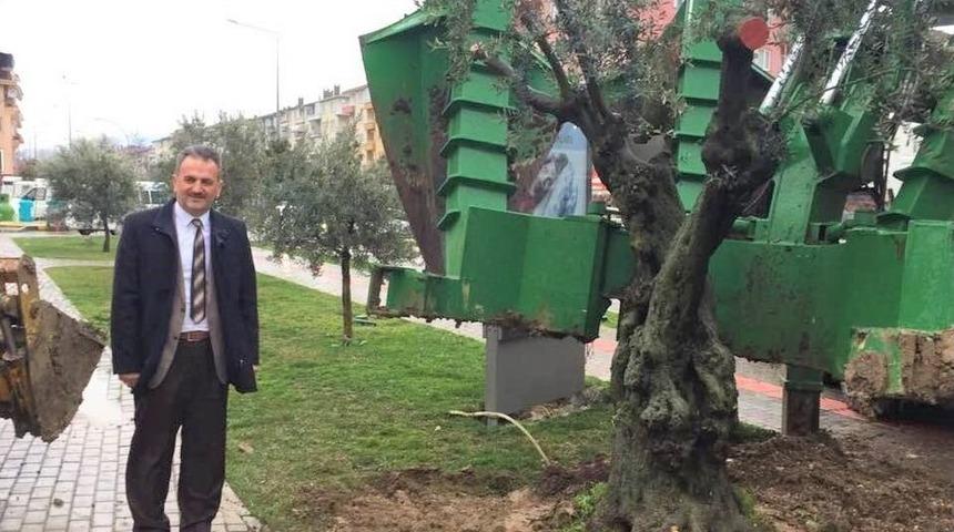 Asırlık Zeytin Ağacı Yeni Toprağıyla Buluştu