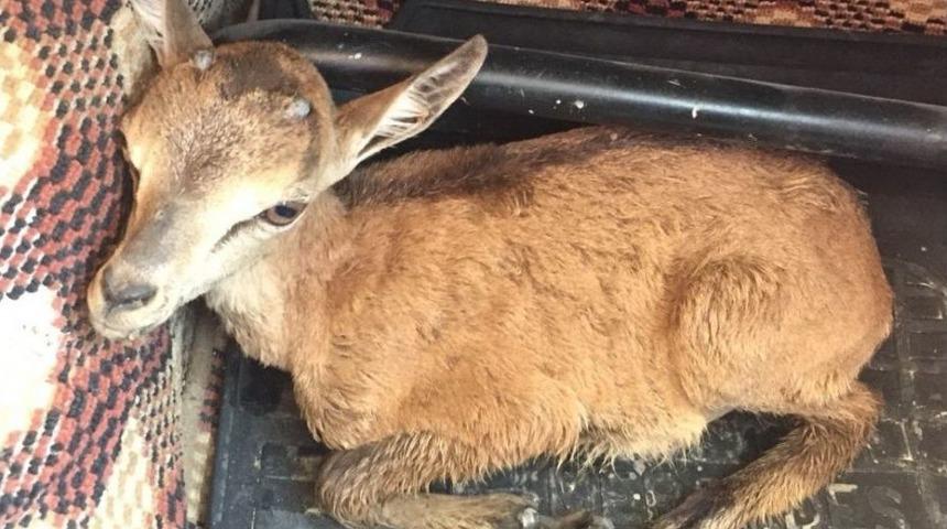 &Ccedil;amura Saplanan Yavru Ceylanı Kamyon Şof&ouml;r&uuml; Kurtardı