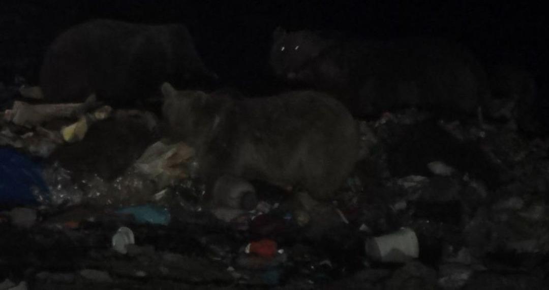 Boz Ayıların Uyku D&uuml;zeni Bozuldu