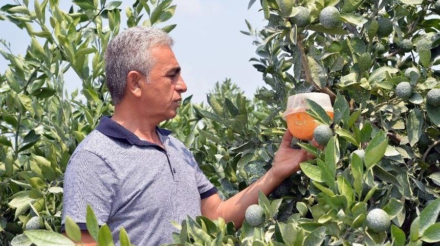 Doğan: "narenciye Enstit&uuml;s&uuml; Kurulmalı"