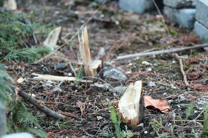 Cemaat Namazdayken Cami Avlusundaki Çam Ağaçlarını Kesip Çaldılar G3