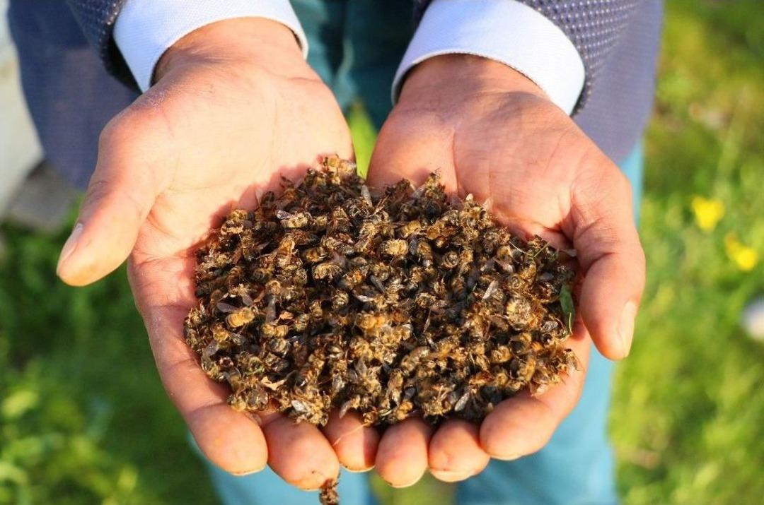 Adana&rsquo;da Toplu Arı &Ouml;l&uuml;mleri