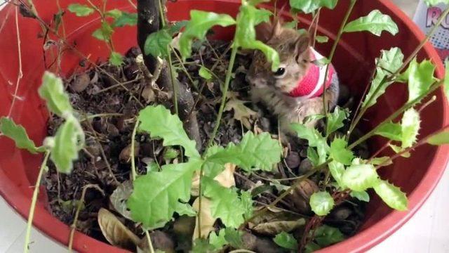 Karamel Sincap’ın Ön Ayakları Kesildi