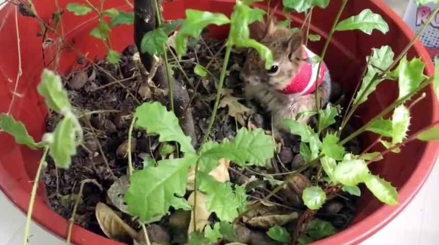 Karamel Sincap&rsquo;ın &Ouml;n Ayakları Kesildi