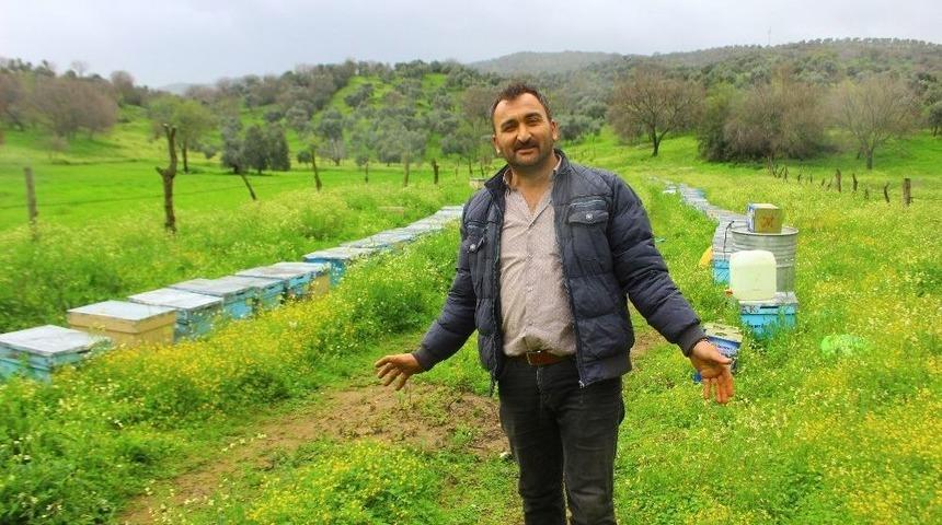 Aydın’da Arılar Bu Defa Yağma Savaşına Başladı
