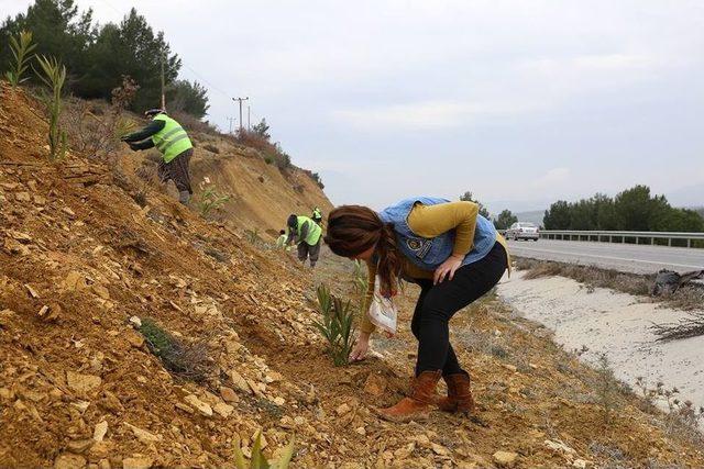 Manisa’nın Yol Kenarlarına 800 Km’lik Yeşil Kuşak