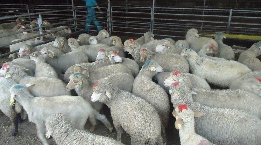 Gen&ccedil; &Ccedil;ift&ccedil;i Projesi Dağıtımları Tamamlandı