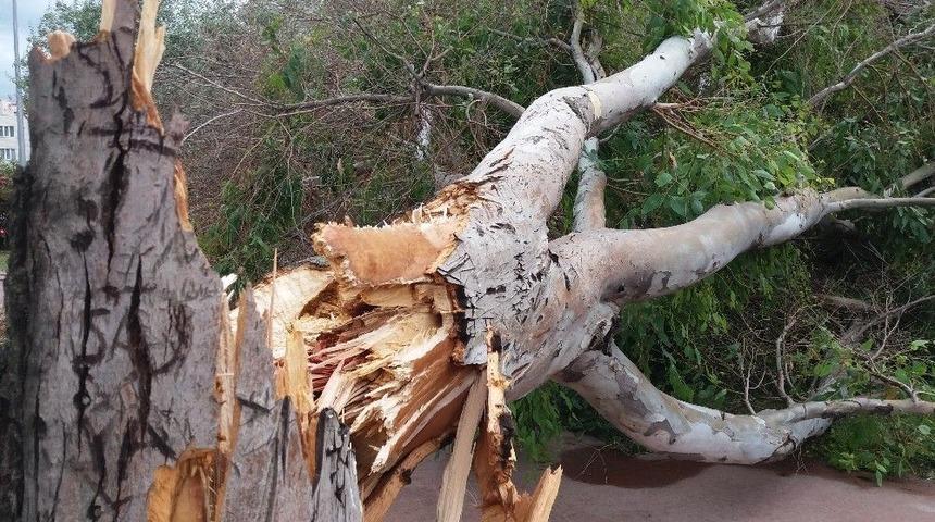Samsun&rsquo;da Fırtına Dev Ağacı Devirdi