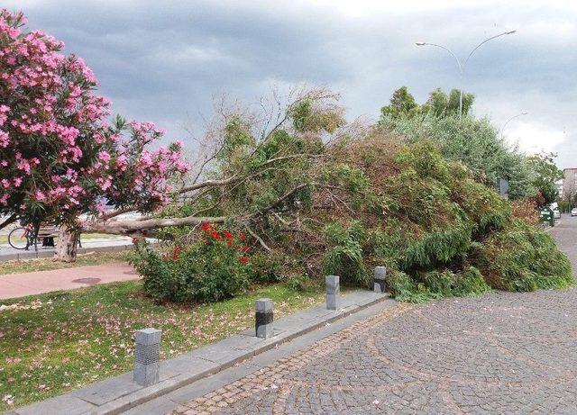 Samsun’da Fırtına Dev Ağacı Devirdi