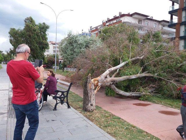 Samsun’da Fırtına Dev Ağacı Devirdi