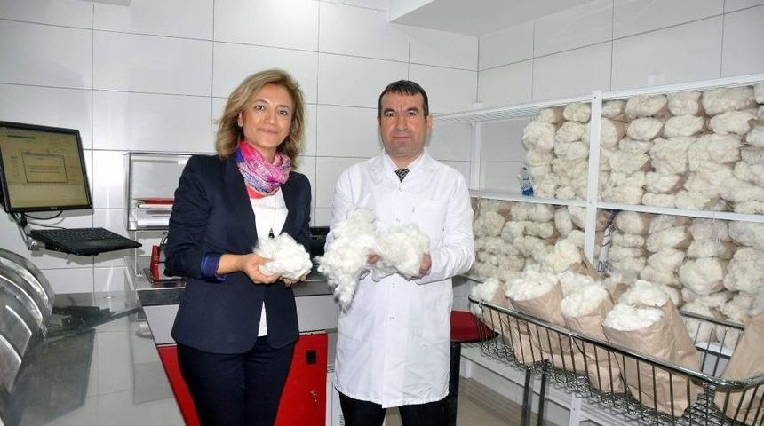 Pamukta Yerel Tohumlarla D&uuml;nyayla Rekabet Edilecek