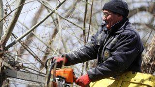 Yenimahalle’de Budama Zamanı