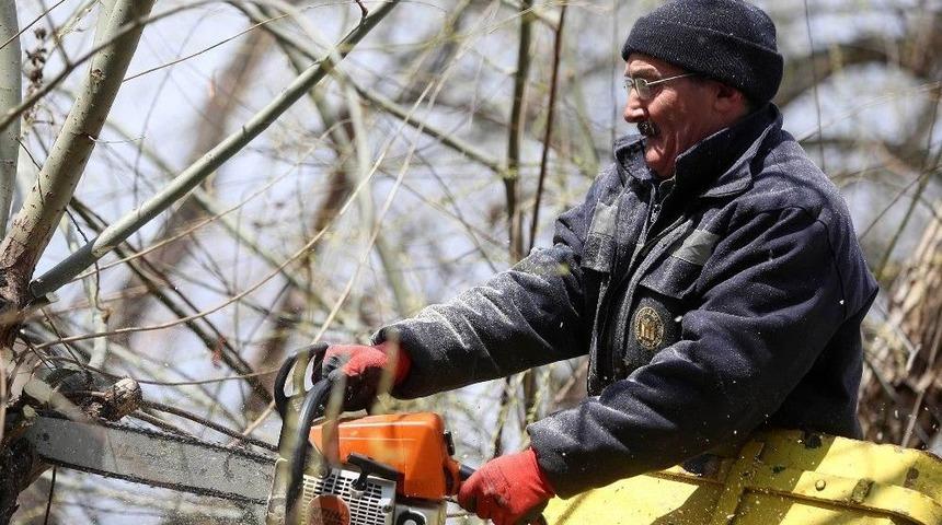 Yenimahalle’de Budama Zamanı