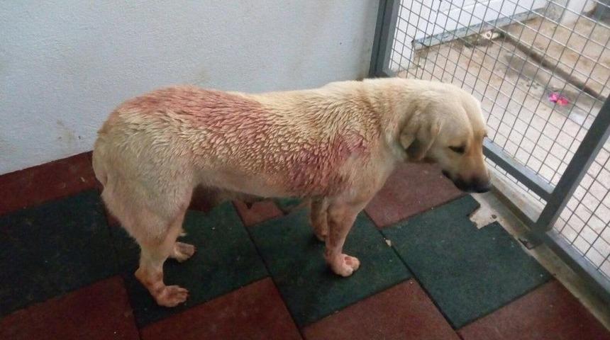 Ağır Yaralı K&ouml;pek Tedavi Edildi