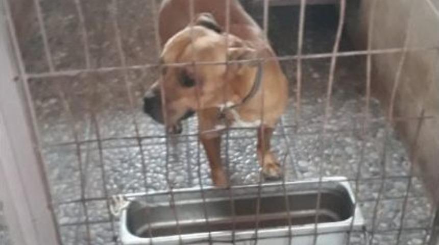 İzmit Zabıtası Başıboş Gezen Pitbull Cinsi K&ouml;peği Barınağa G&ouml;t&uuml;rd&uuml;