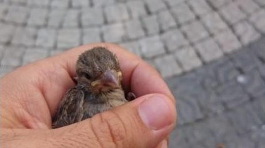 Yavru Ser&ccedil;eyi &Ouml;nce Kurtardı, Sonra Yuvasına Kavuşturdu