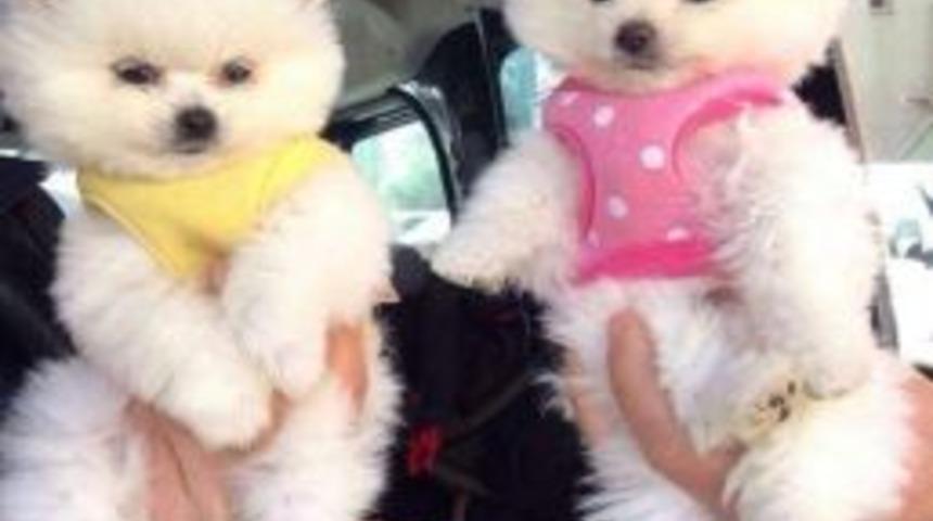 İnternetten K&ouml;pek Almak İstedi, Dolandırıldı