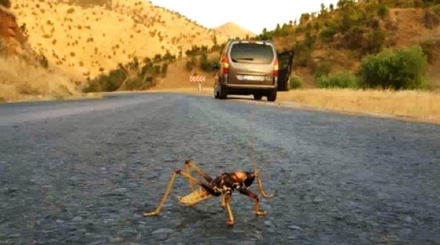 Eriyen Asfalta Yapışan &Ccedil;ekirgeyi Vatandaş Kurtardı