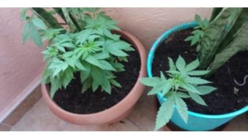 Balkonda Saksı İ&ccedil;erisinde 15 K&ouml;k Hint Keneviri Ele Ge&ccedil;irildi