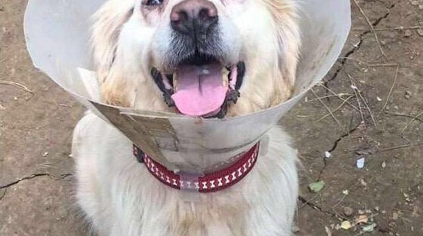 &lsquo;cindy&rsquo; K&ouml;peğin D&ouml;v&uuml;lmesi Davasında Sarıyer Belediyesine Su&ccedil; Duyurusu