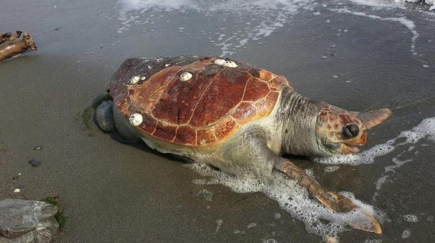 Yalova Sahilinde &Ouml;l&uuml; Caretta Caretta Bulundu